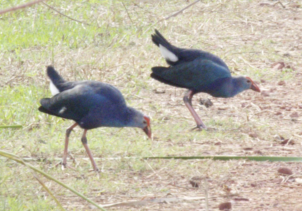 Uroilo urdin burugrisa - ML645581449