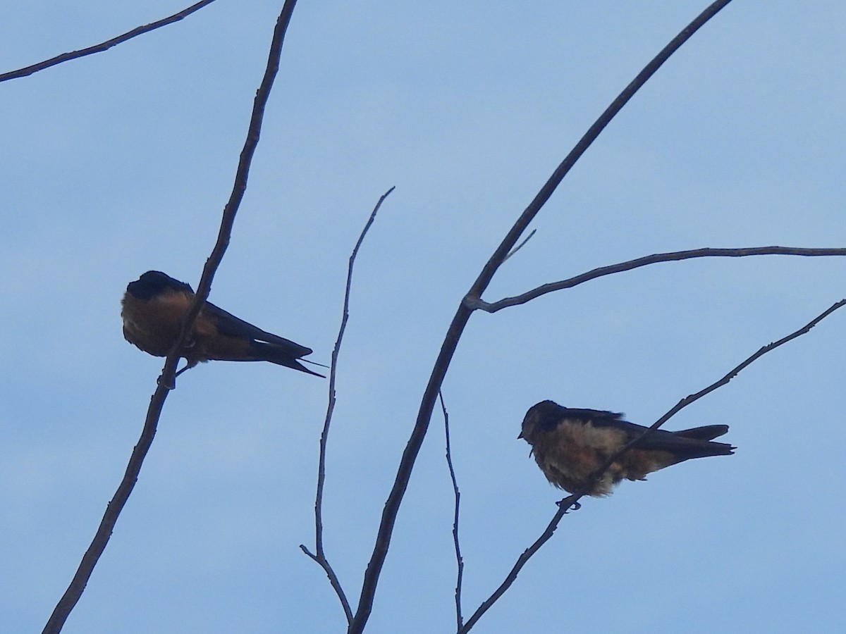 Sri Lanka Swallow - ML645581455