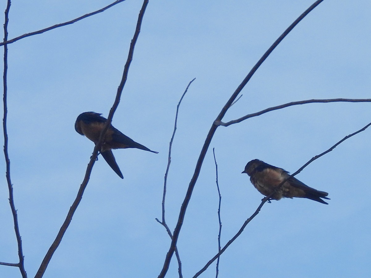 Sri Lanka Swallow - ML645581456