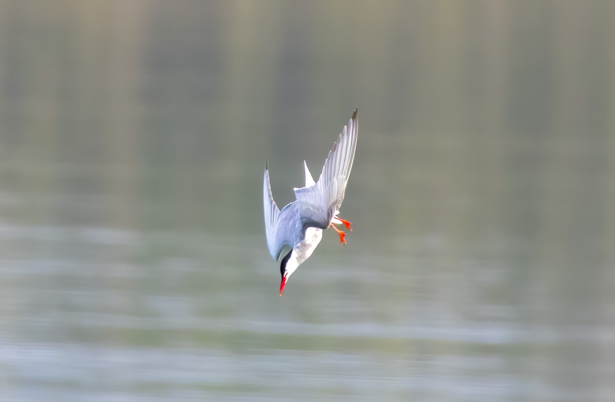 Whiskered Tern - ML645581472