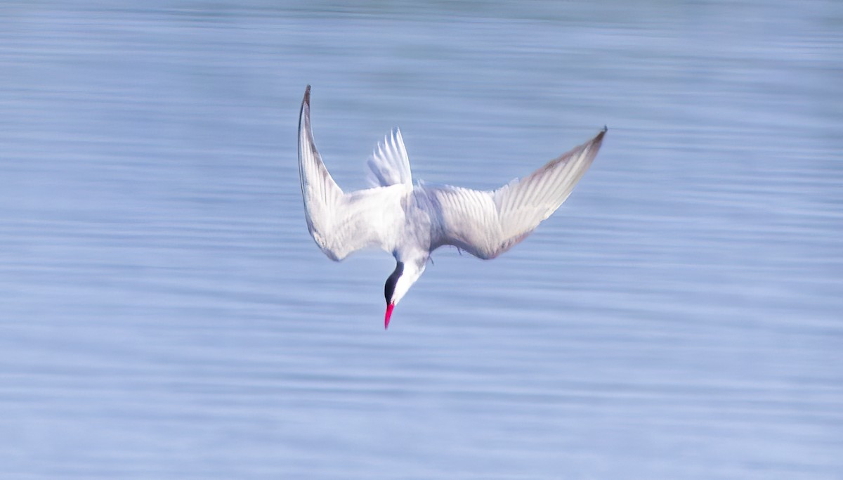 Whiskered Tern - ML645581473