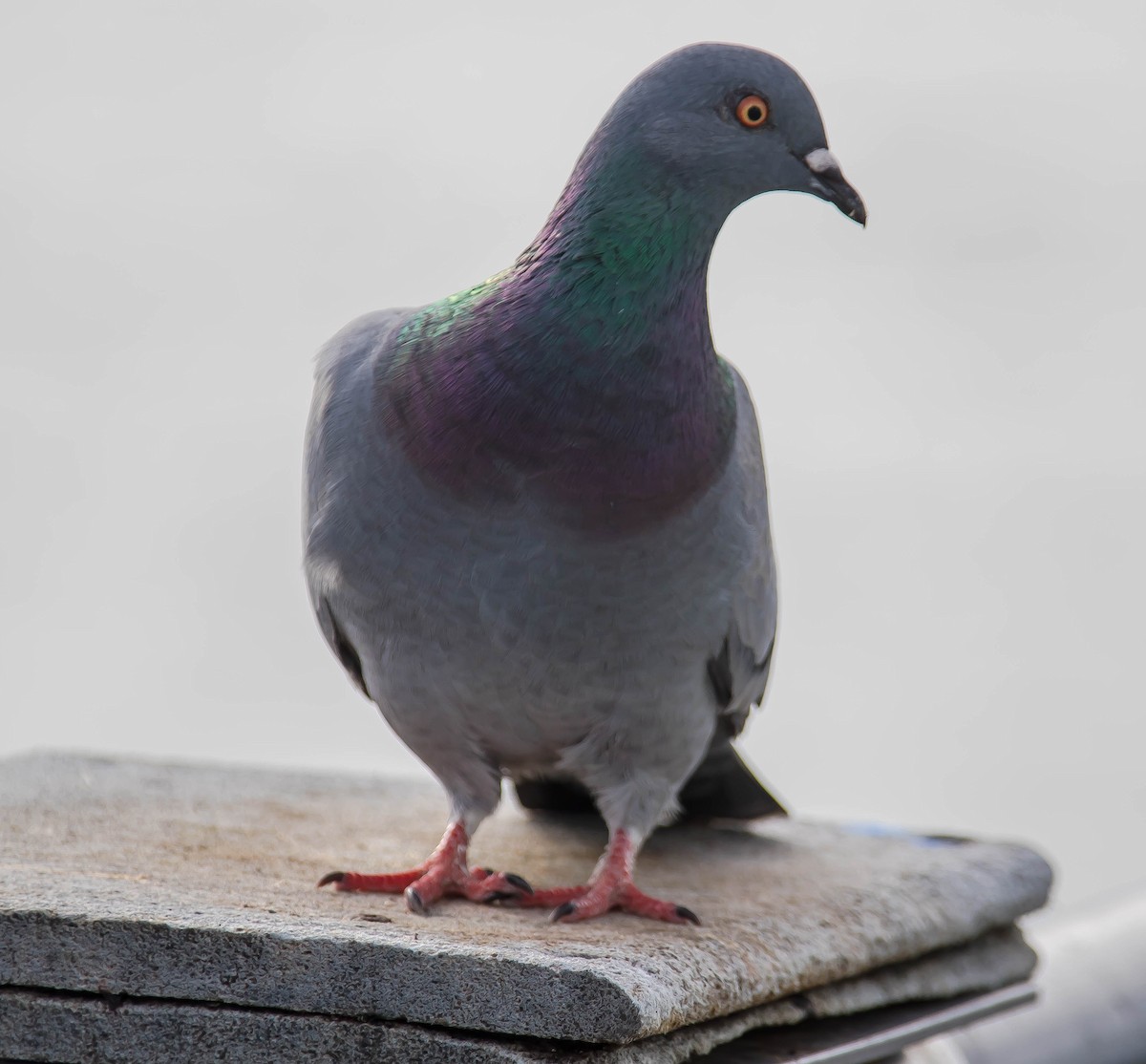 Haitz-usoa (etxekoa) - ML645581480