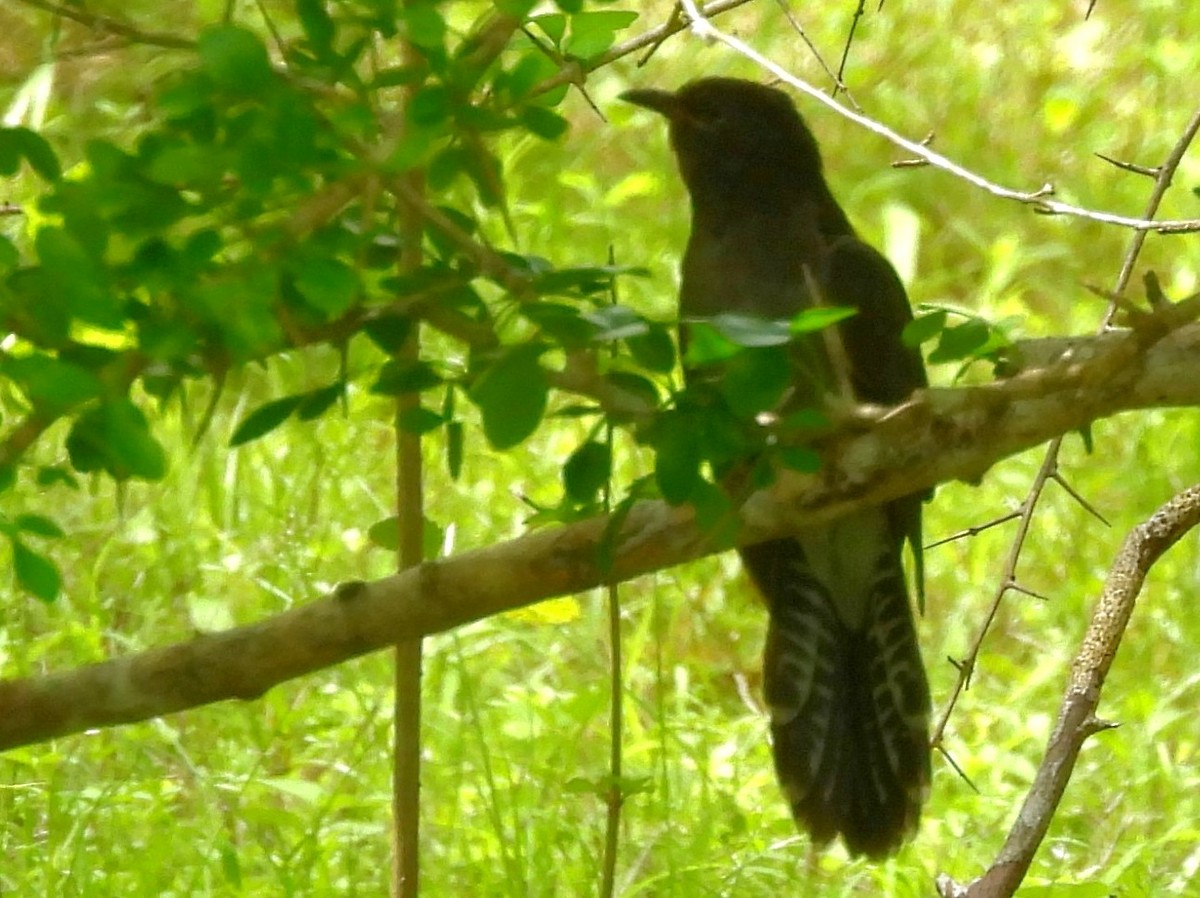 Gray-bellied Cuckoo - ML645581489