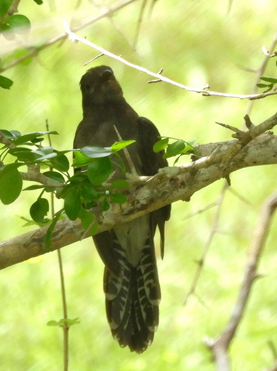 Gray-bellied Cuckoo - ML645581490