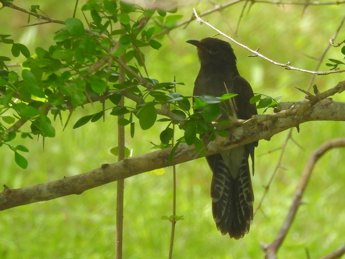 Gray-bellied Cuckoo - ML645581491