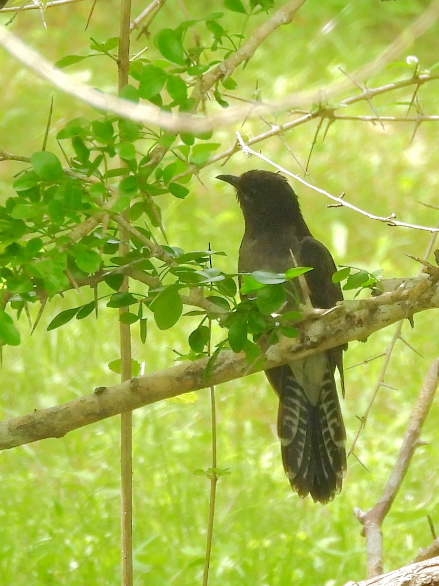 Gray-bellied Cuckoo - ML645581492