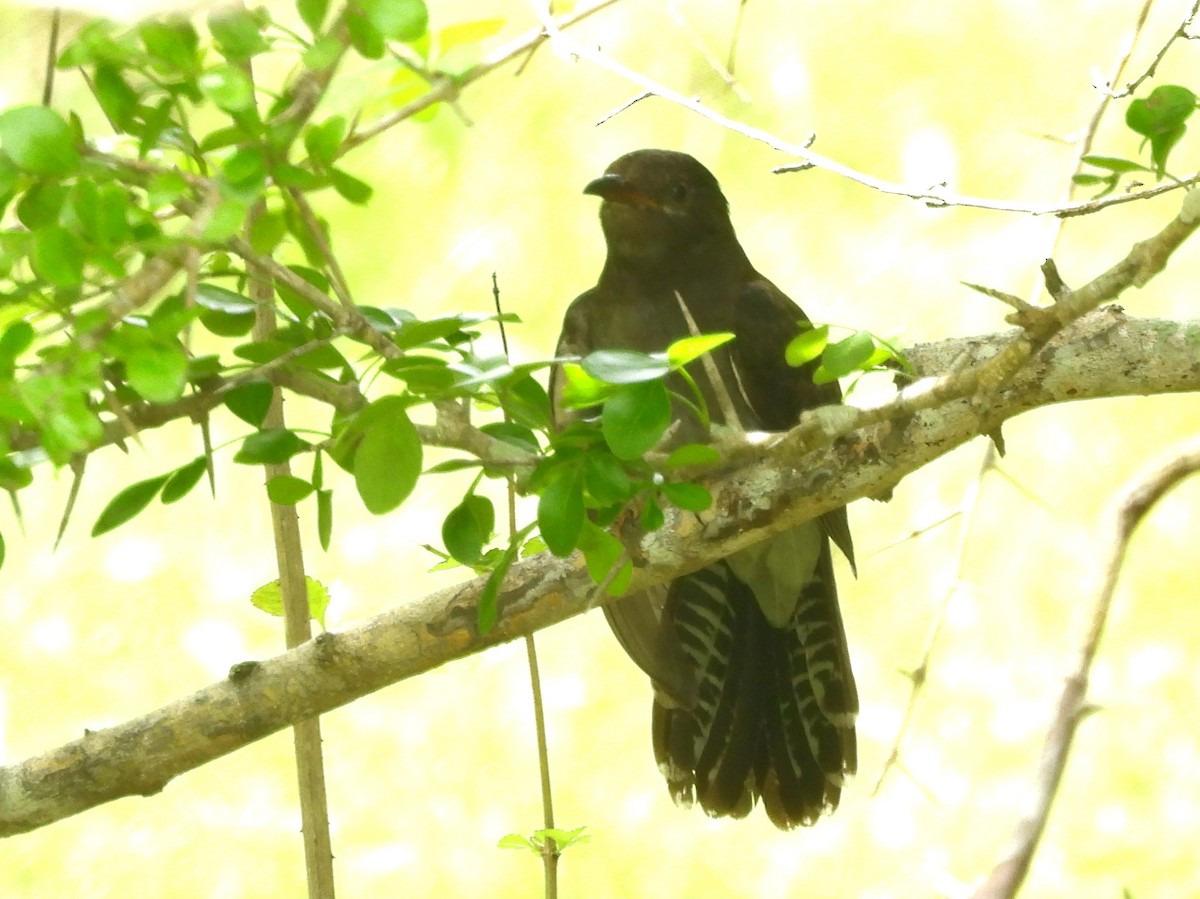 Gray-bellied Cuckoo - ML645581493