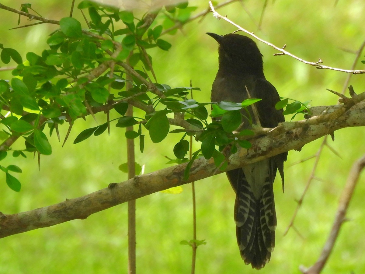 Gray-bellied Cuckoo - ML645581494