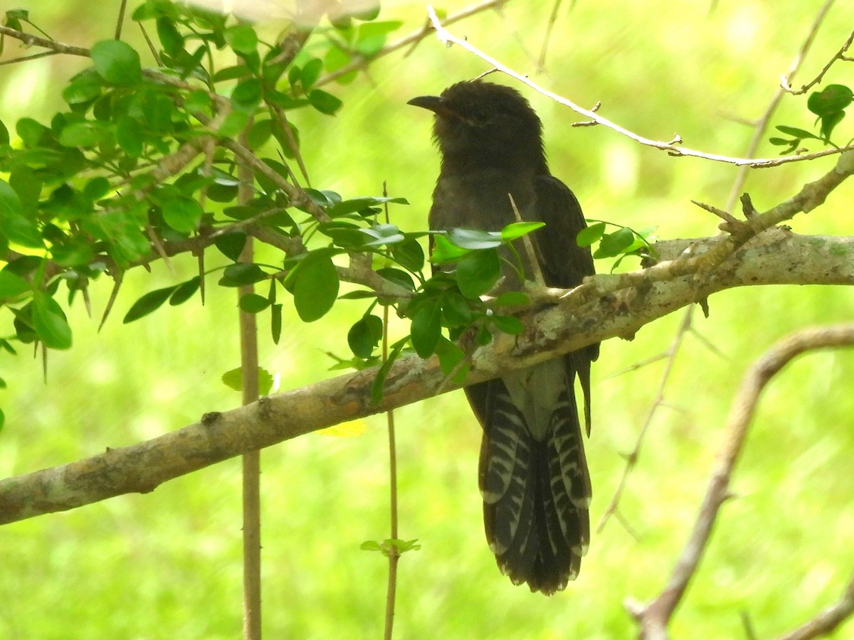 Gray-bellied Cuckoo - ML645581495