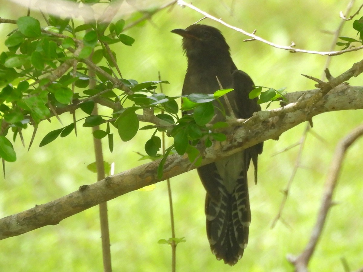 Gray-bellied Cuckoo - ML645581496