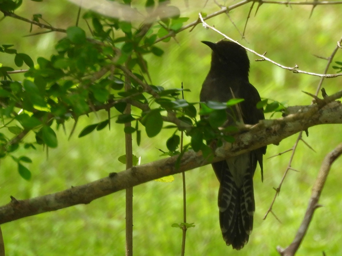 Gray-bellied Cuckoo - ML645581497