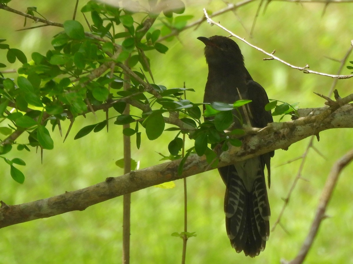 Gray-bellied Cuckoo - ML645581498