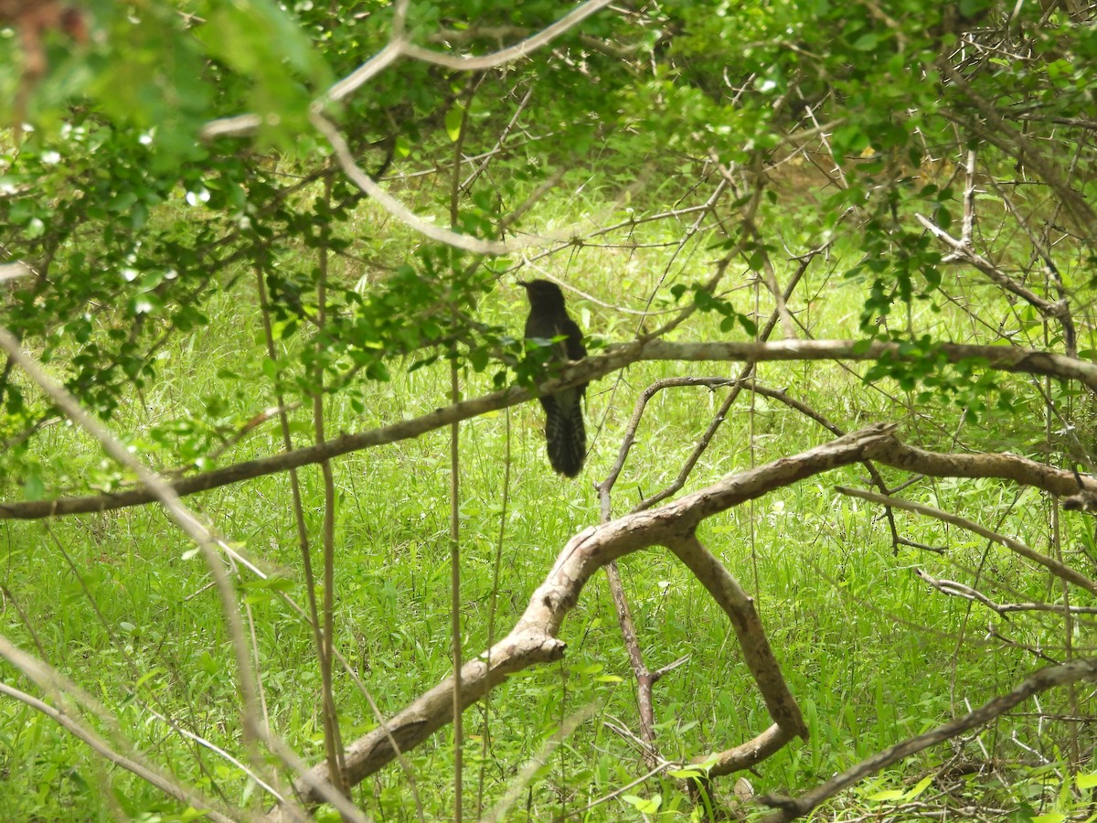 Gray-bellied Cuckoo - ML645581499