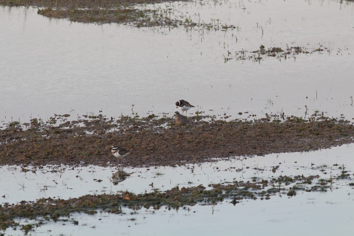 American Golden-Plover - ML645581511