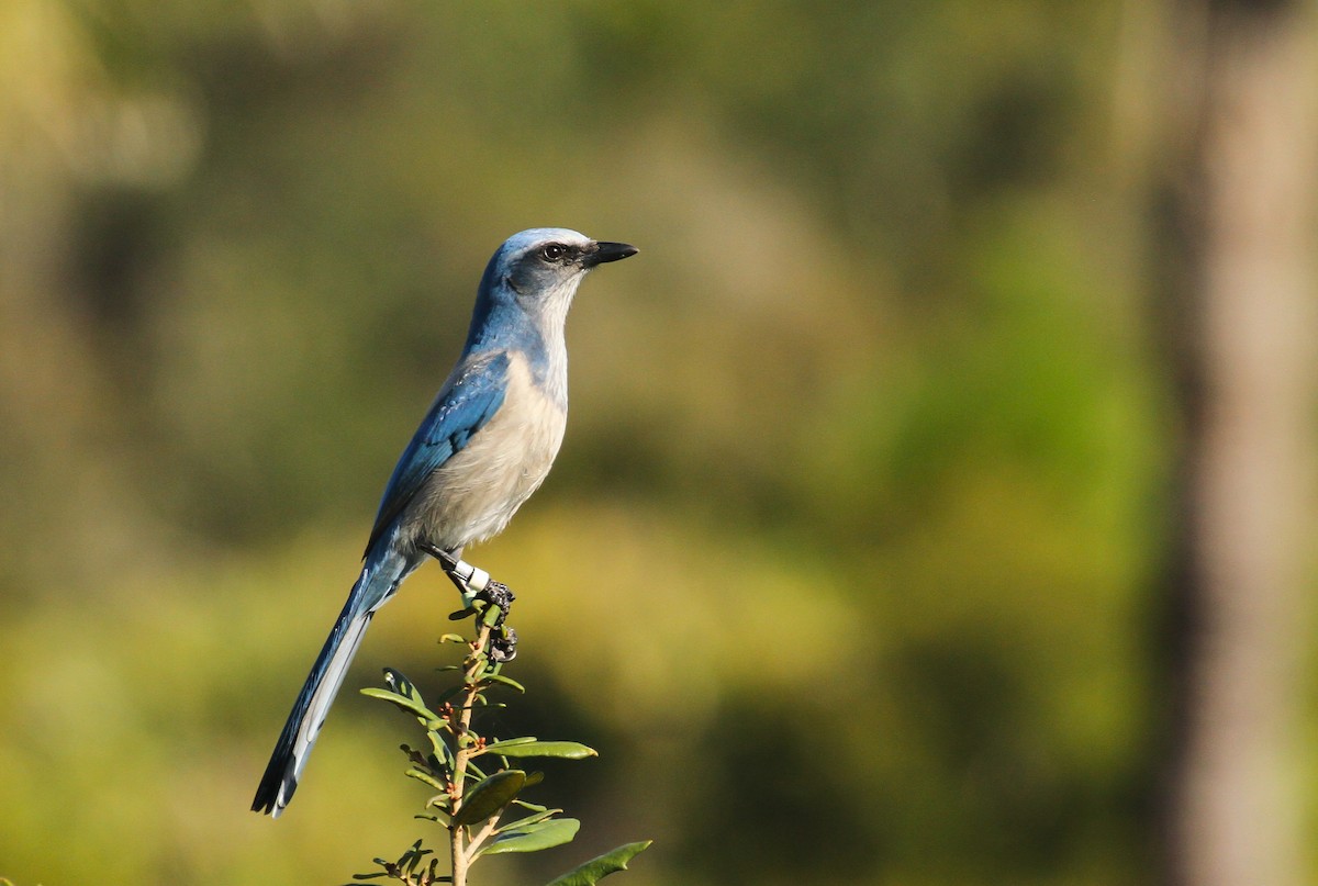 Florida Scrub-Jay - ML645581514