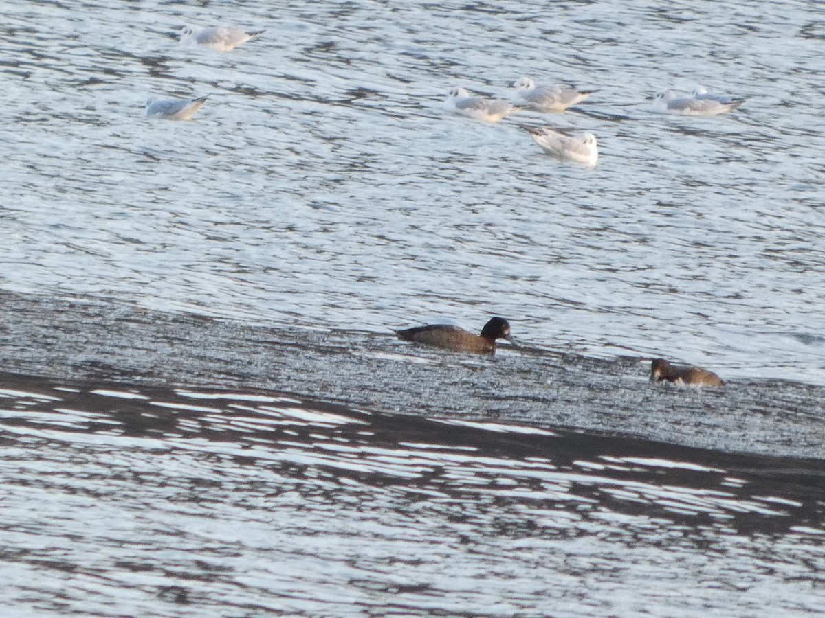 Lesser Scaup - ML645581516