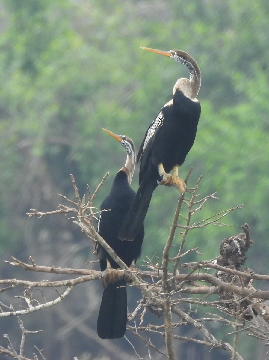 Doğu Yılanboyunu - ML645581517