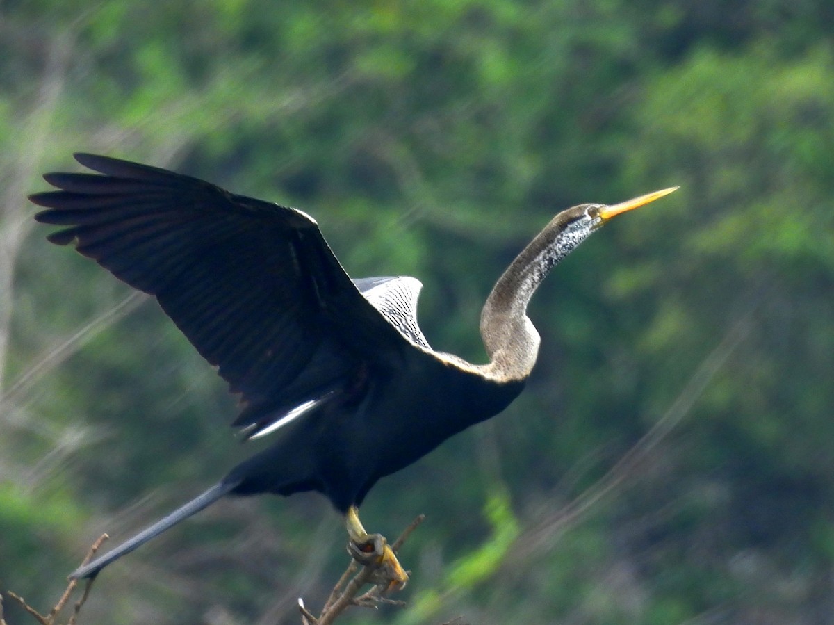 Doğu Yılanboyunu - ML645581518