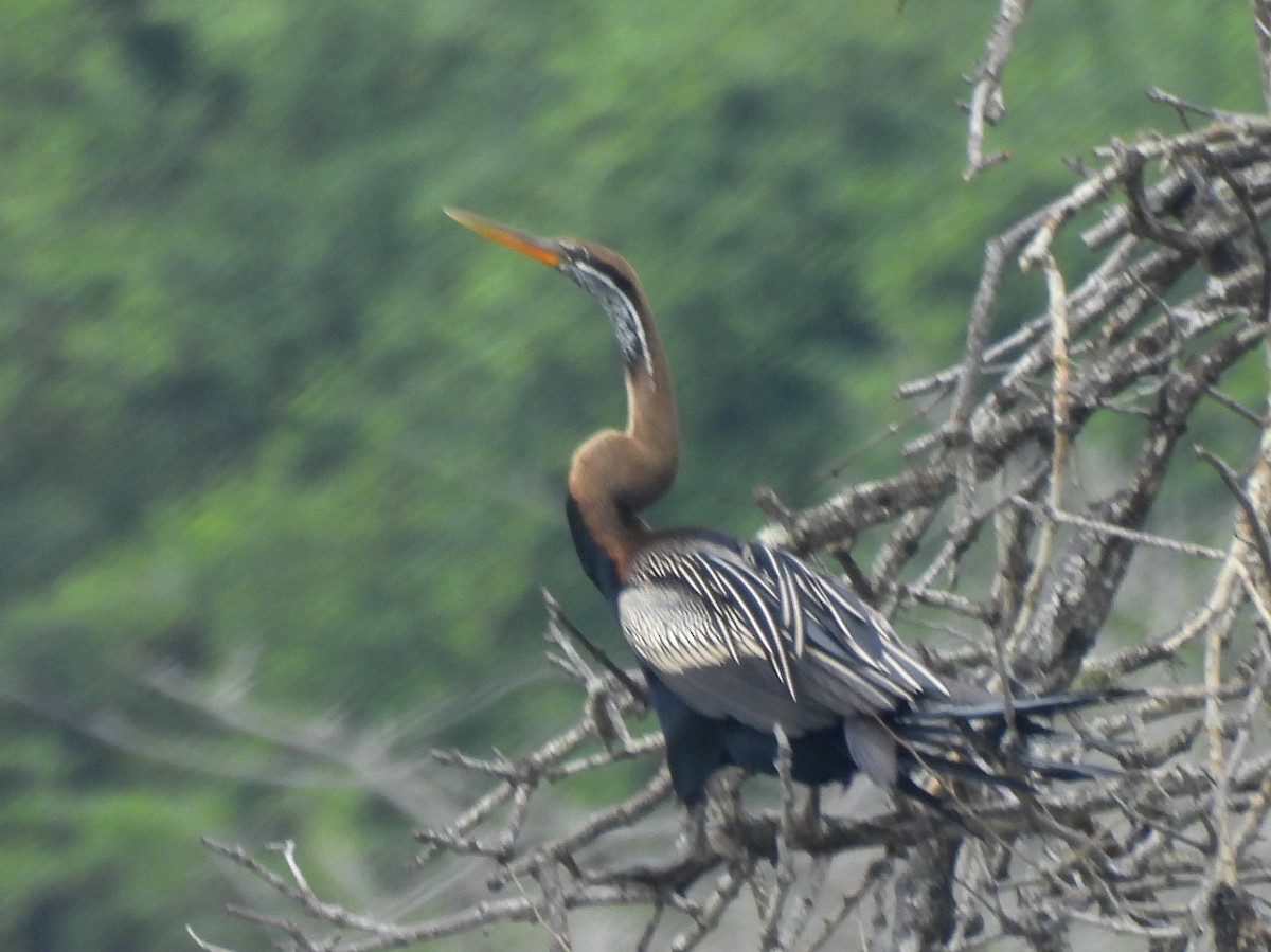 Doğu Yılanboyunu - ML645581519