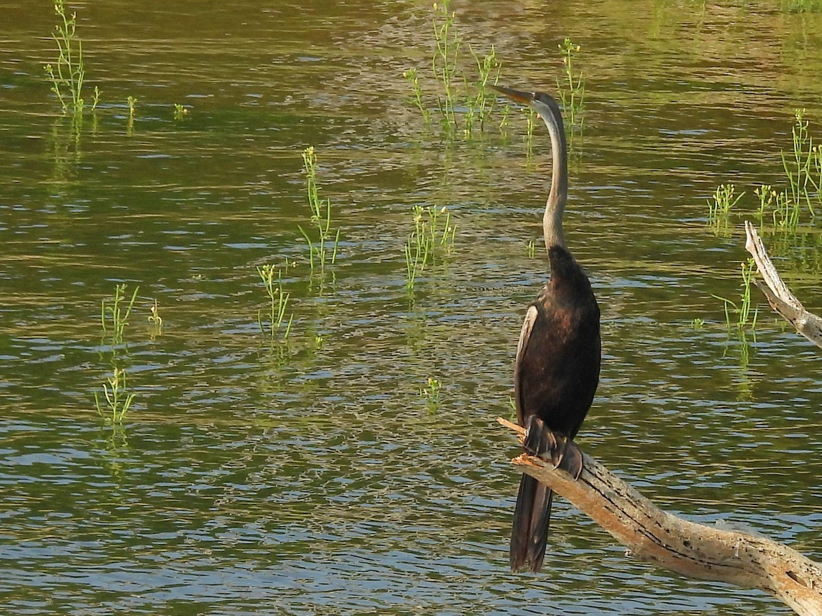 Doğu Yılanboyunu - ML645581520