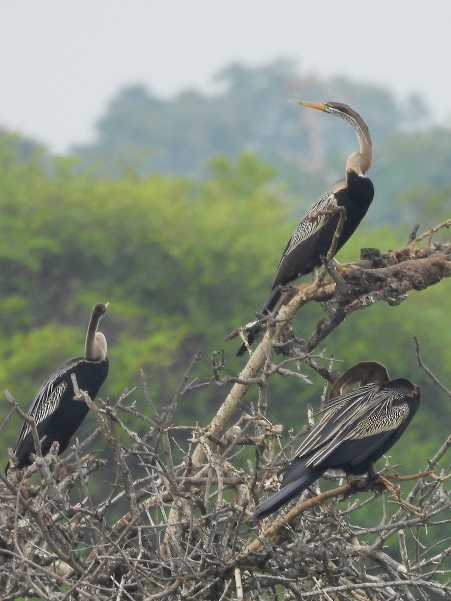 Doğu Yılanboyunu - ML645581521