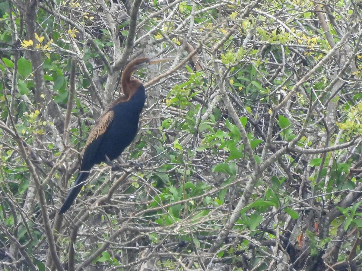 Doğu Yılanboyunu - ML645581522