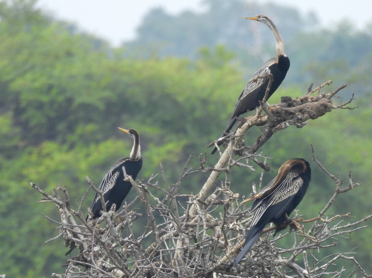 Doğu Yılanboyunu - ML645581523