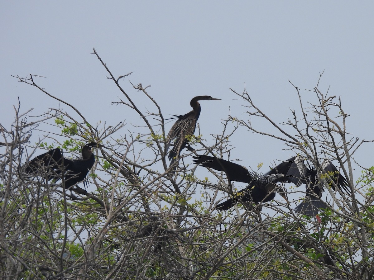 Doğu Yılanboyunu - ML645581524