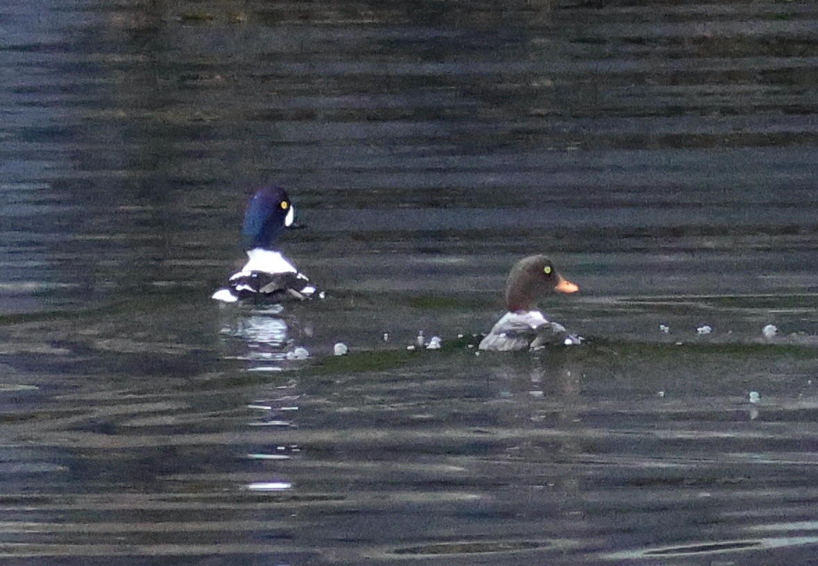 Barrow's Goldeneye - ML645581525