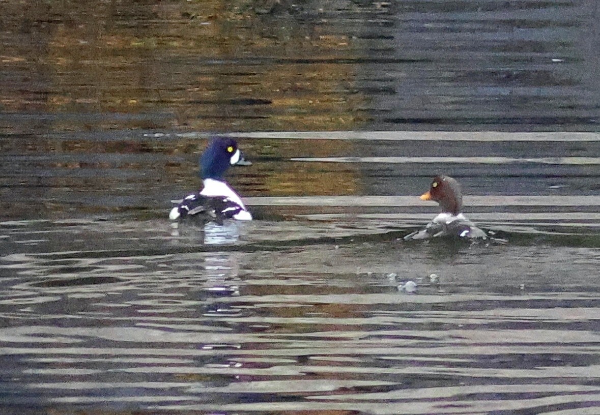 Barrow's Goldeneye - ML645581528