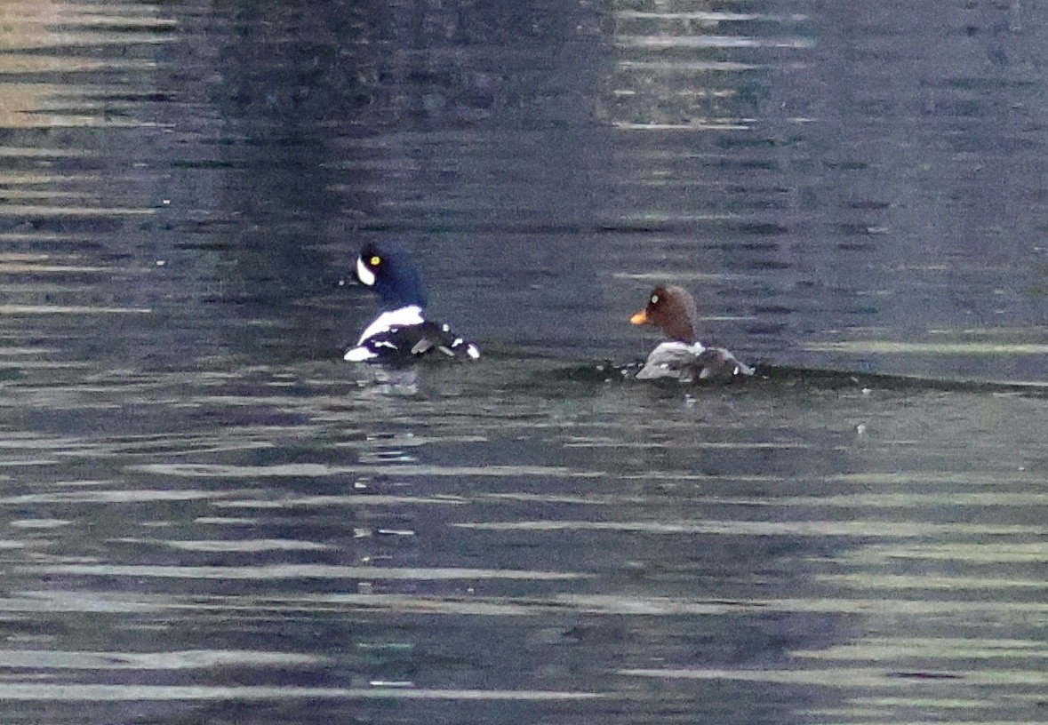 Barrow's Goldeneye - ML645581529