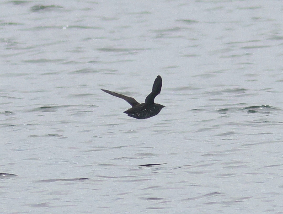 Marbled Murrelet - ML645581530