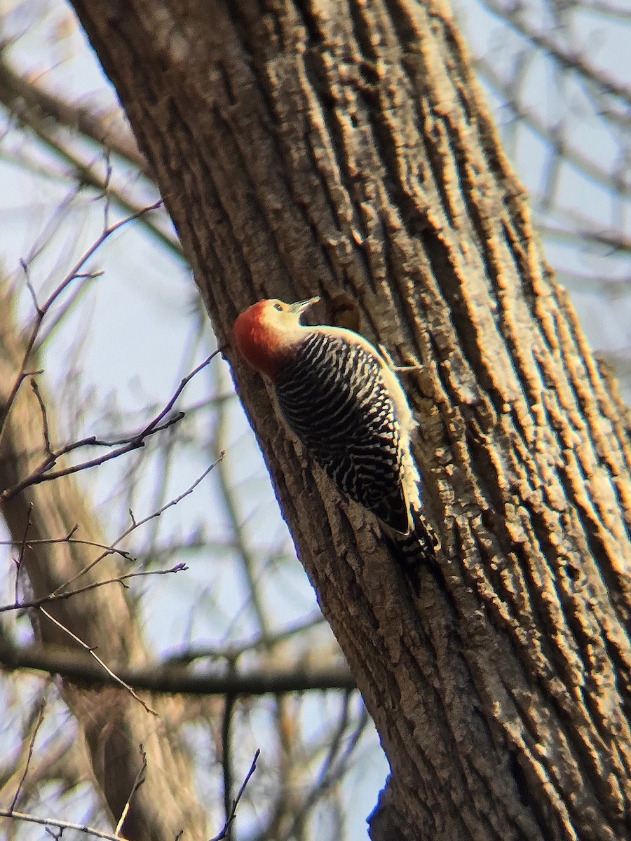 Red-bellied Woodpecker - ML645581531