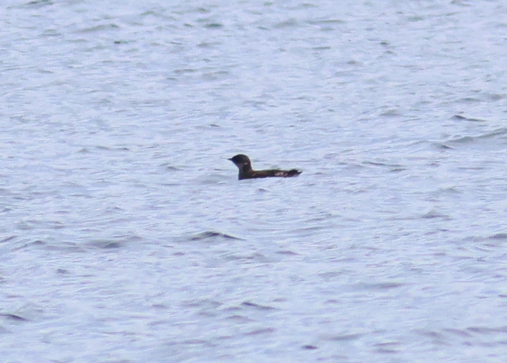 Marbled Murrelet - ML645581534