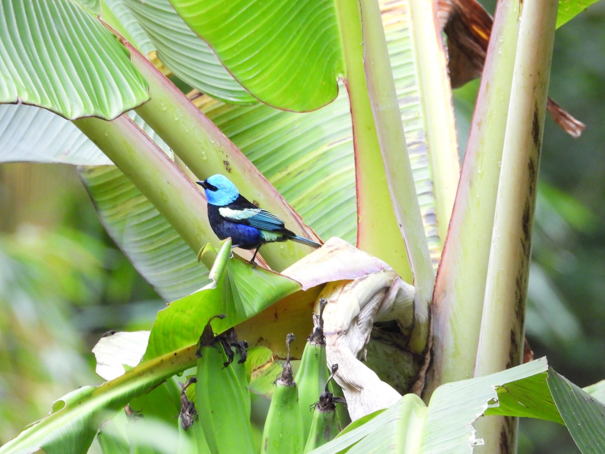 Blue-necked Tanager - ML645581542