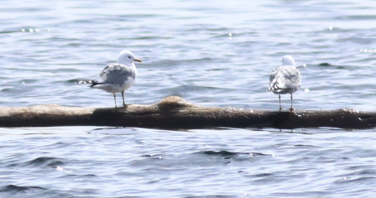 krykkje - ML645581544