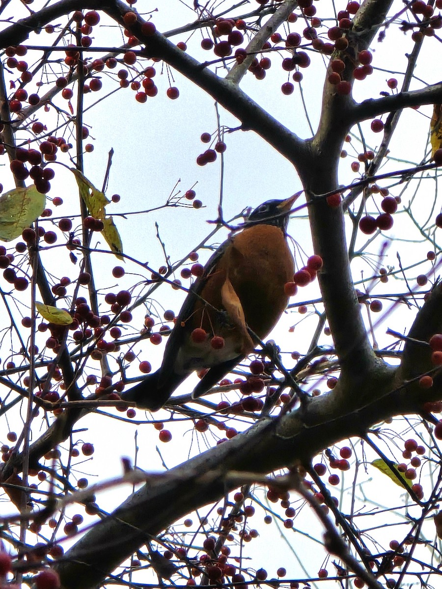 Странствующий дрозд - ML645581547