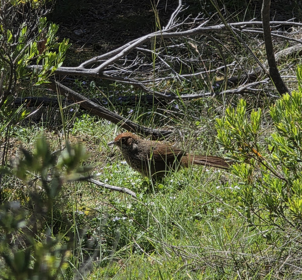 Rotkopf-Borstenvogel - ML645581565