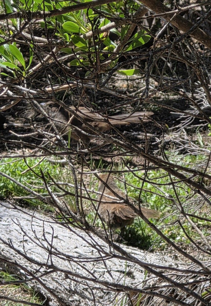 Rotkopf-Borstenvogel - ML645581566