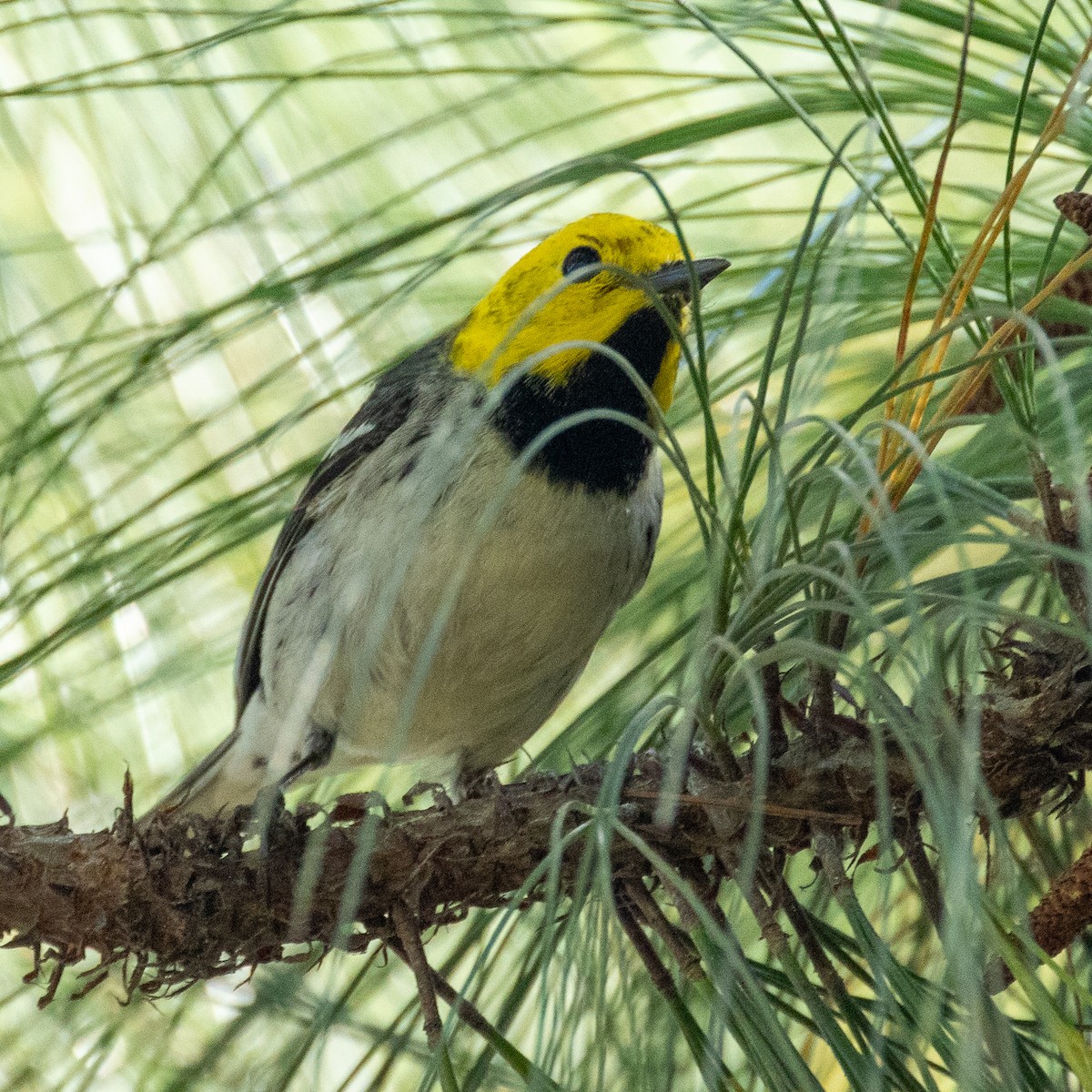Paruline à tête jaune - ML645581567