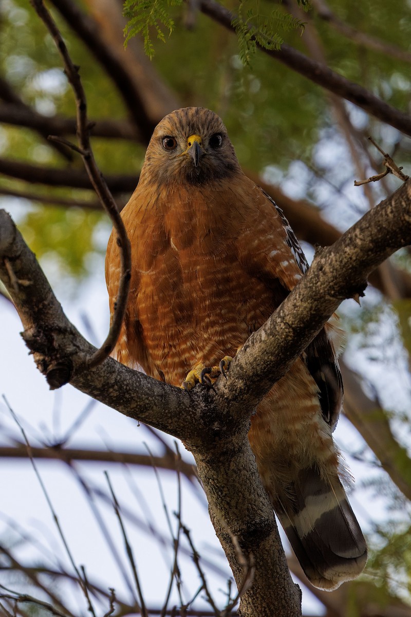 Red-shouldered Hawk - ML645581568