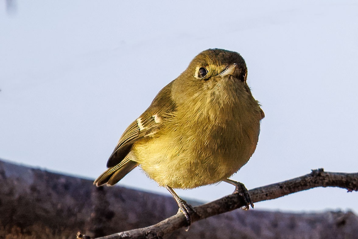 Hutton's Vireo - ML645581578