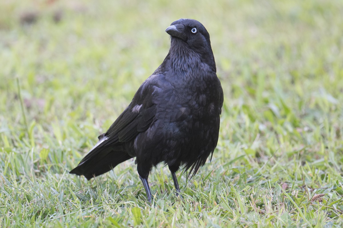 Южноавстралийский ворон - ML645581586