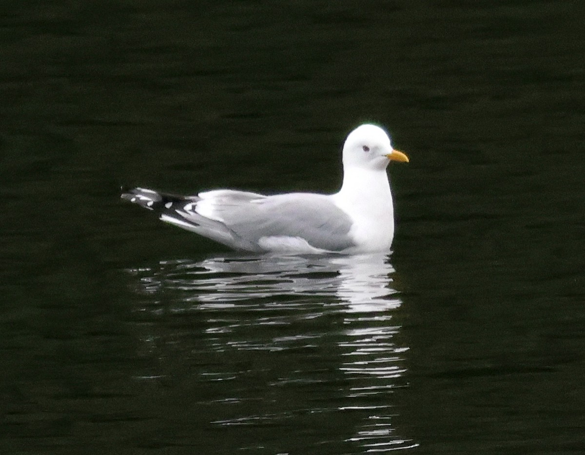 krykkje - ML645581593