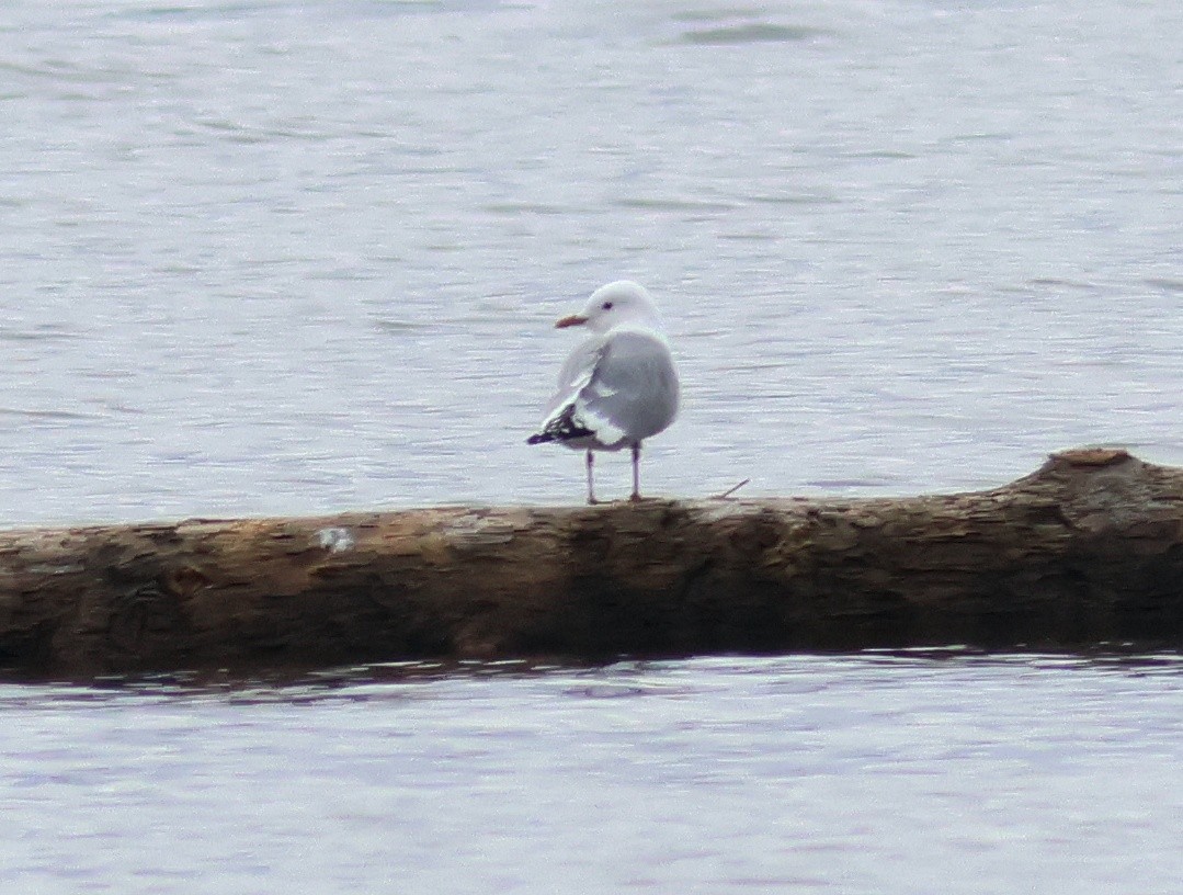 krykkje - ML645581597