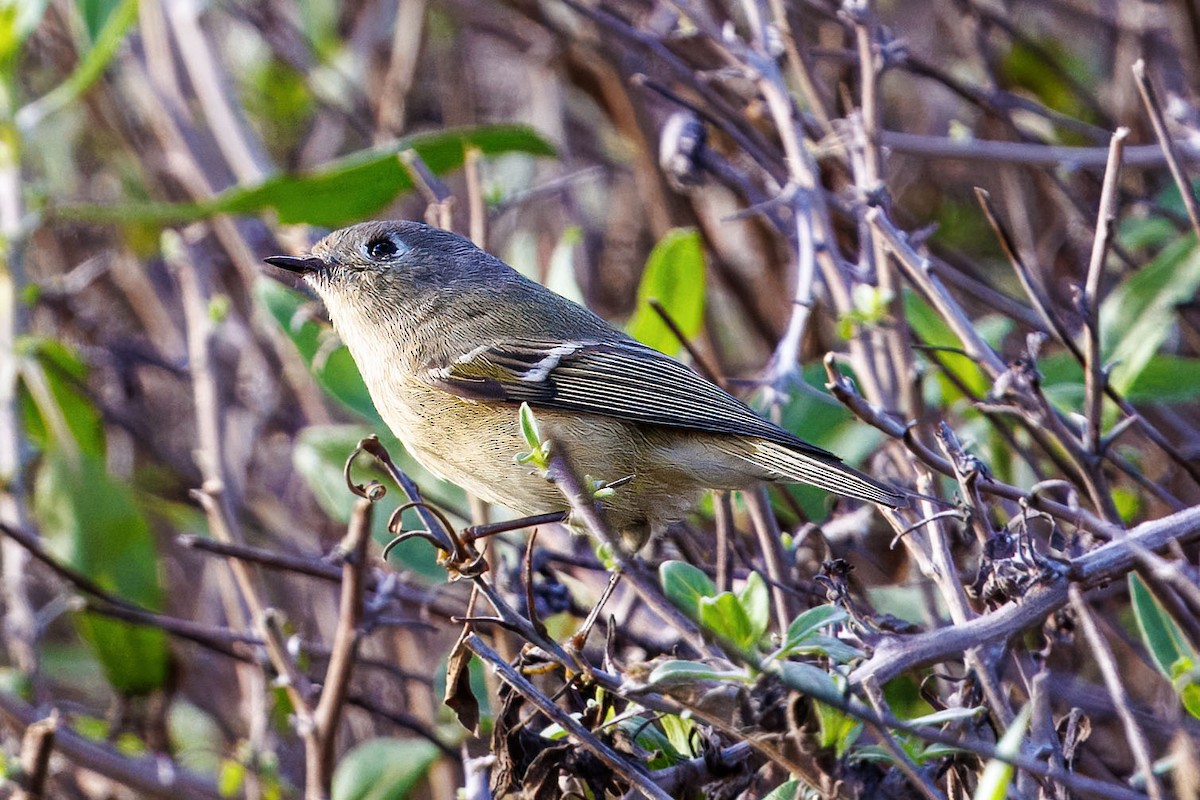 Ruby-crowned Kinglet - ML645581598