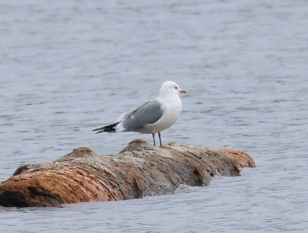 krykkje - ML645581599