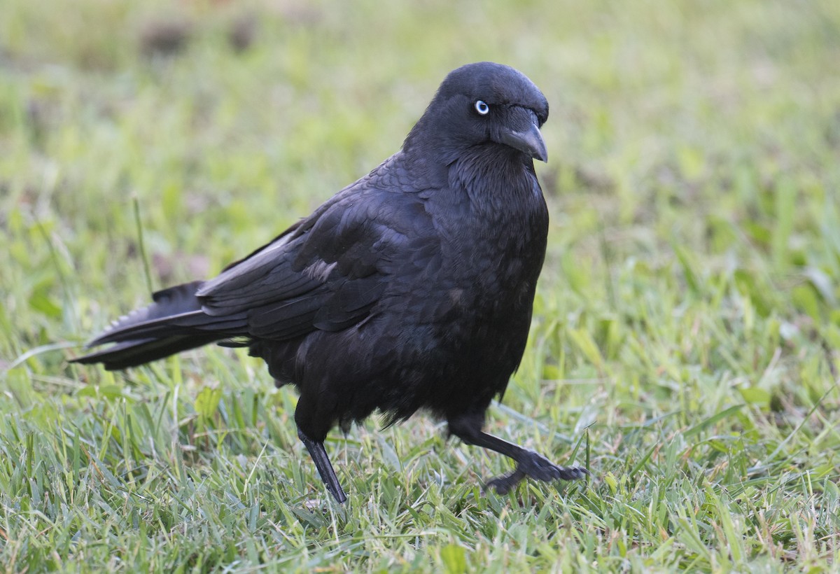 Южноавстралийский ворон - ML645581602