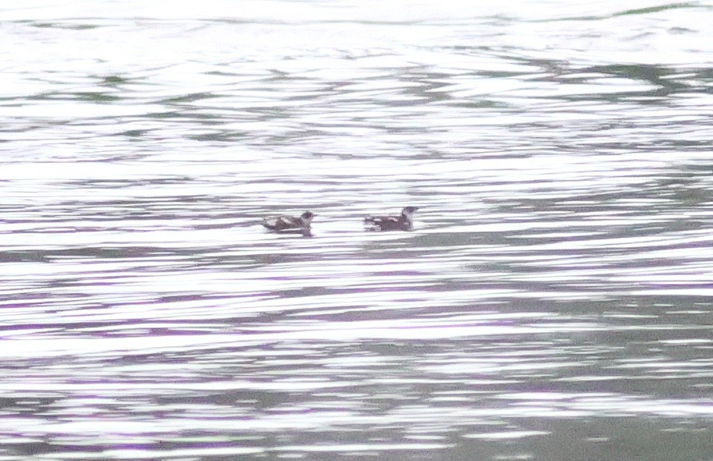 Marbled Murrelet - ML645581606