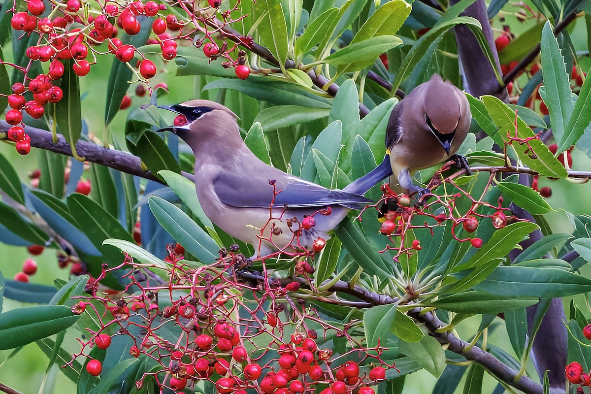 Cedar Waxwing - ML645581619